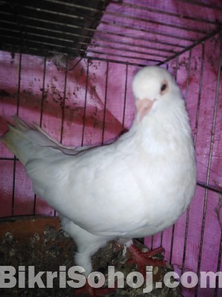 ম্যাকপাই এবং কিং মাদি কবুতর